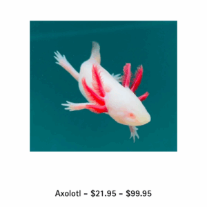 axolotl for toni’s pet station
