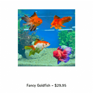 fancy goldfish available at toni’s pet station