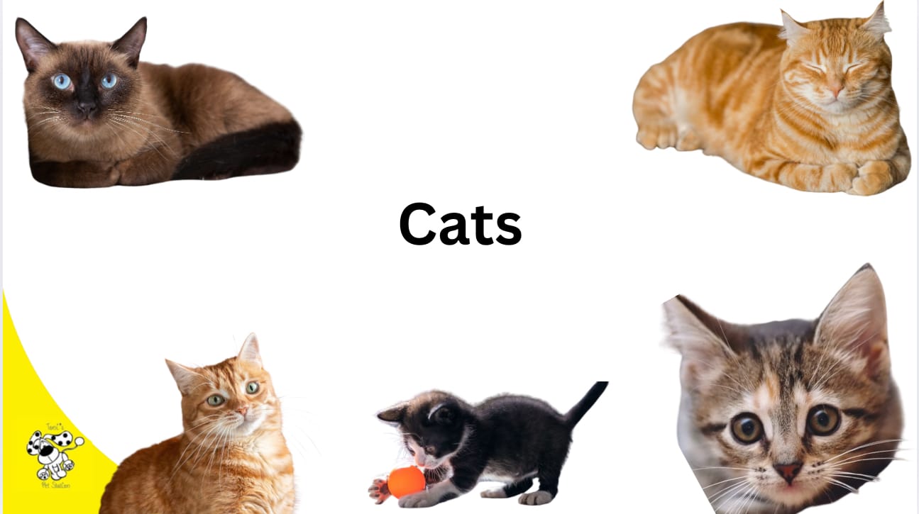 Cats and Cat accessories available at toni’s pet station