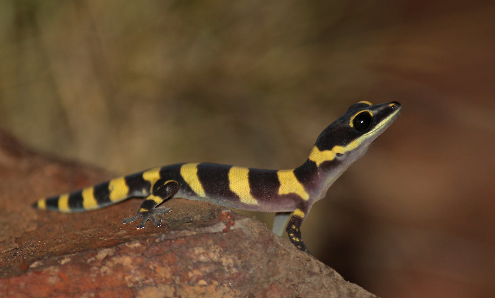 Marbled Velvet Gecko Tonis Pet Station