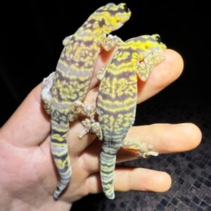 Tonis new stock marbled velvet gecko parents