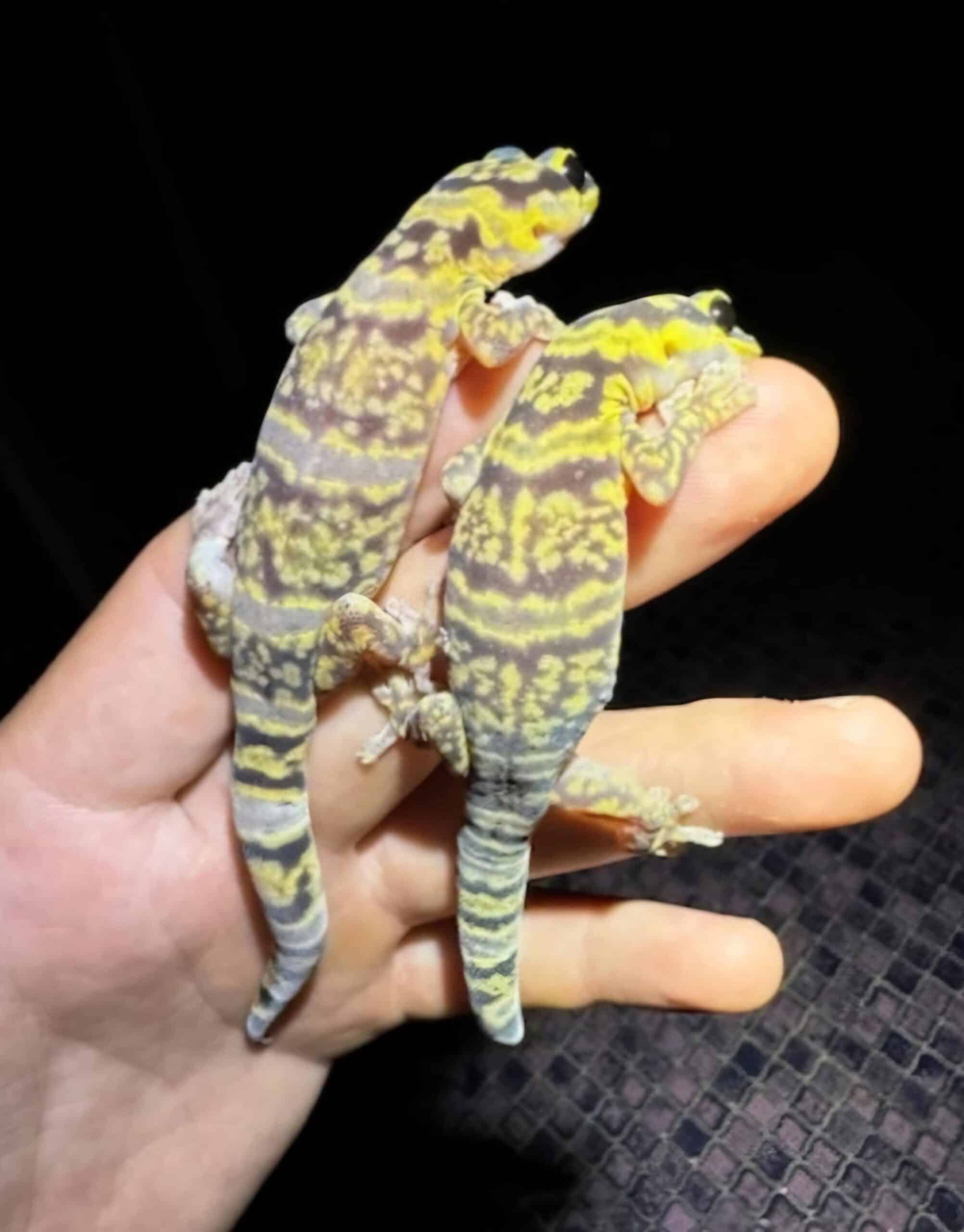 Tonis new stock marbled velvet gecko parents