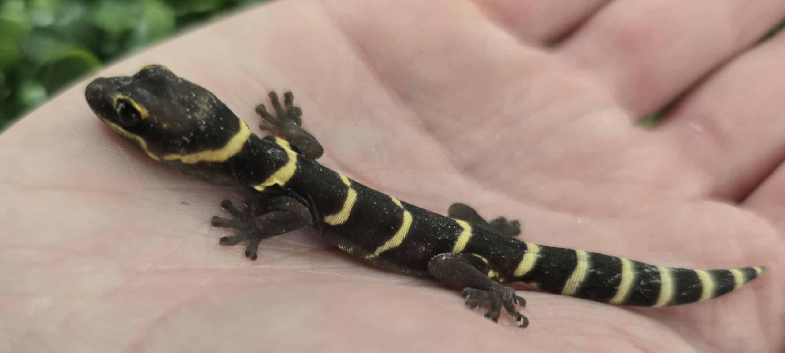 Tonis new stock marbled velvet gecko