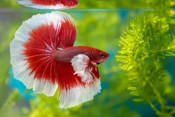 beginner fish for home aquarium betta