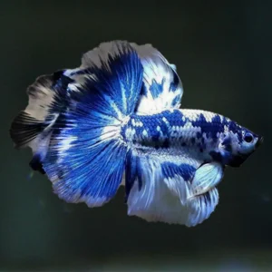 beginner fish for home aquarium blue betta betta fish