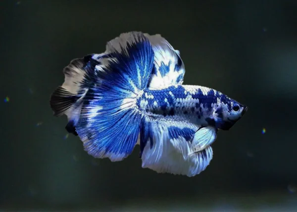 beginner fish for home aquarium blue betta betta fish