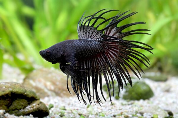 beginner fish for home aquarium betta black fighting fish
