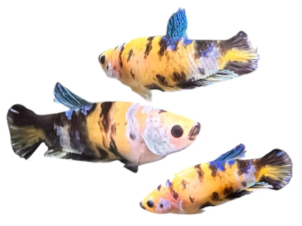 beginner fish for home aquarium hellboy betta fish