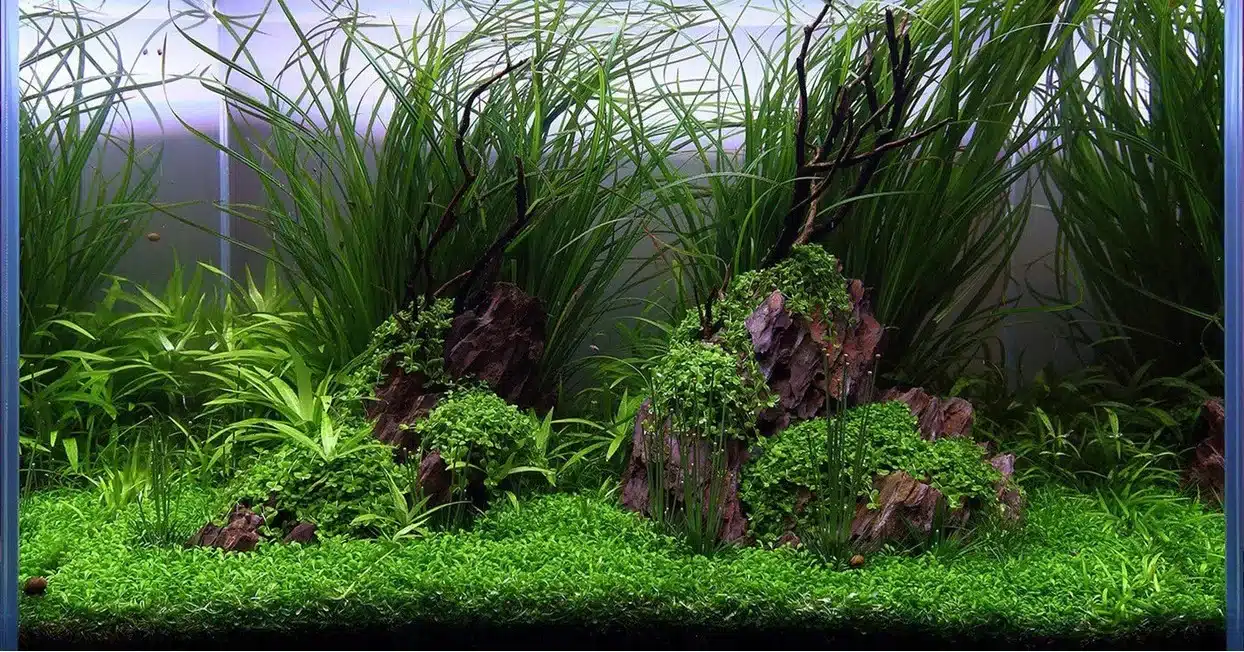 aquascaping tips plants 