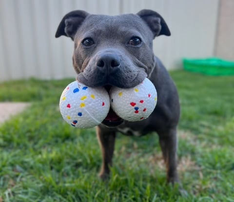 Staffordshire terrier top 10 dog breeds