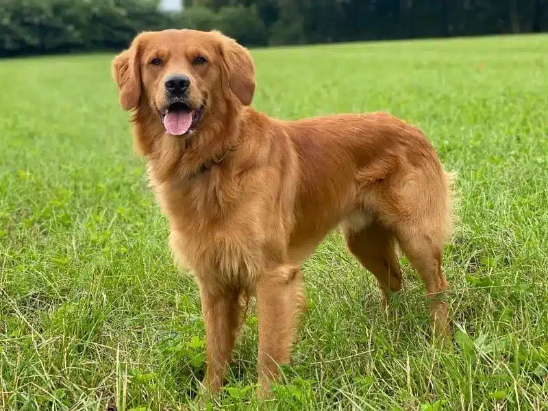 golden retriever top 10 dog breeds