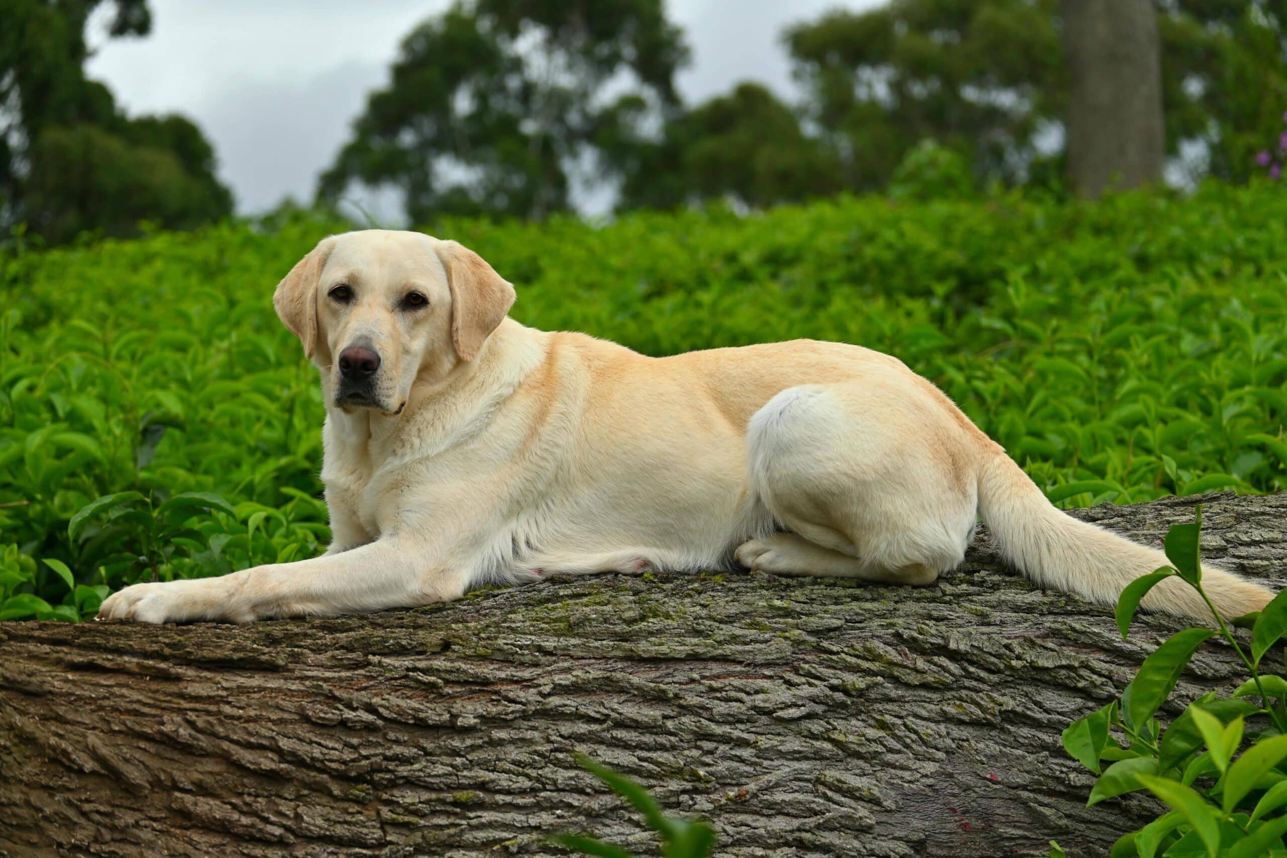 Labrador retriever top 10 dog breeds