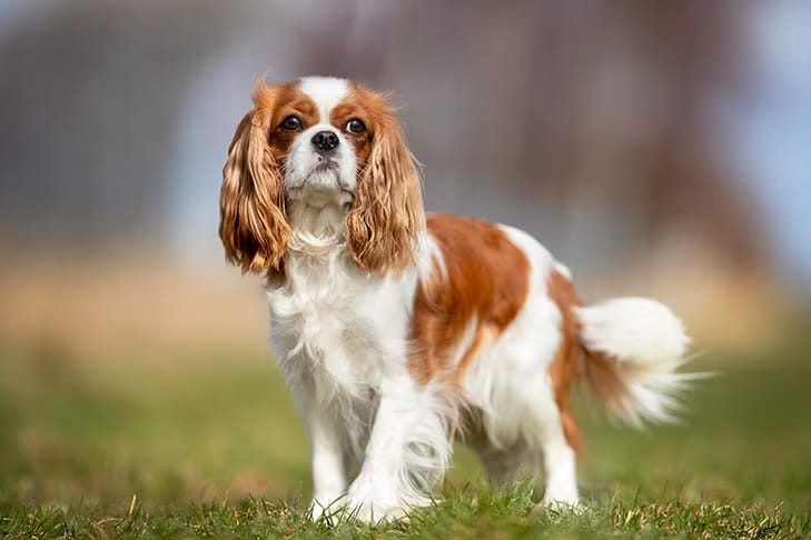 king charles cavalier top 10 dog breeds