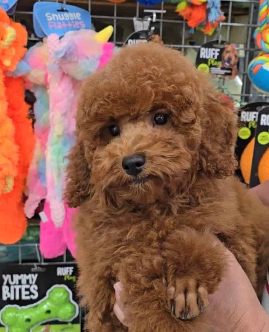 top 10 dog breeds poodle mini