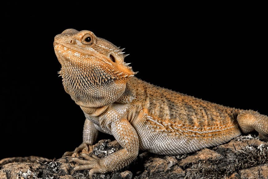 bearded dragons feeding guide 1