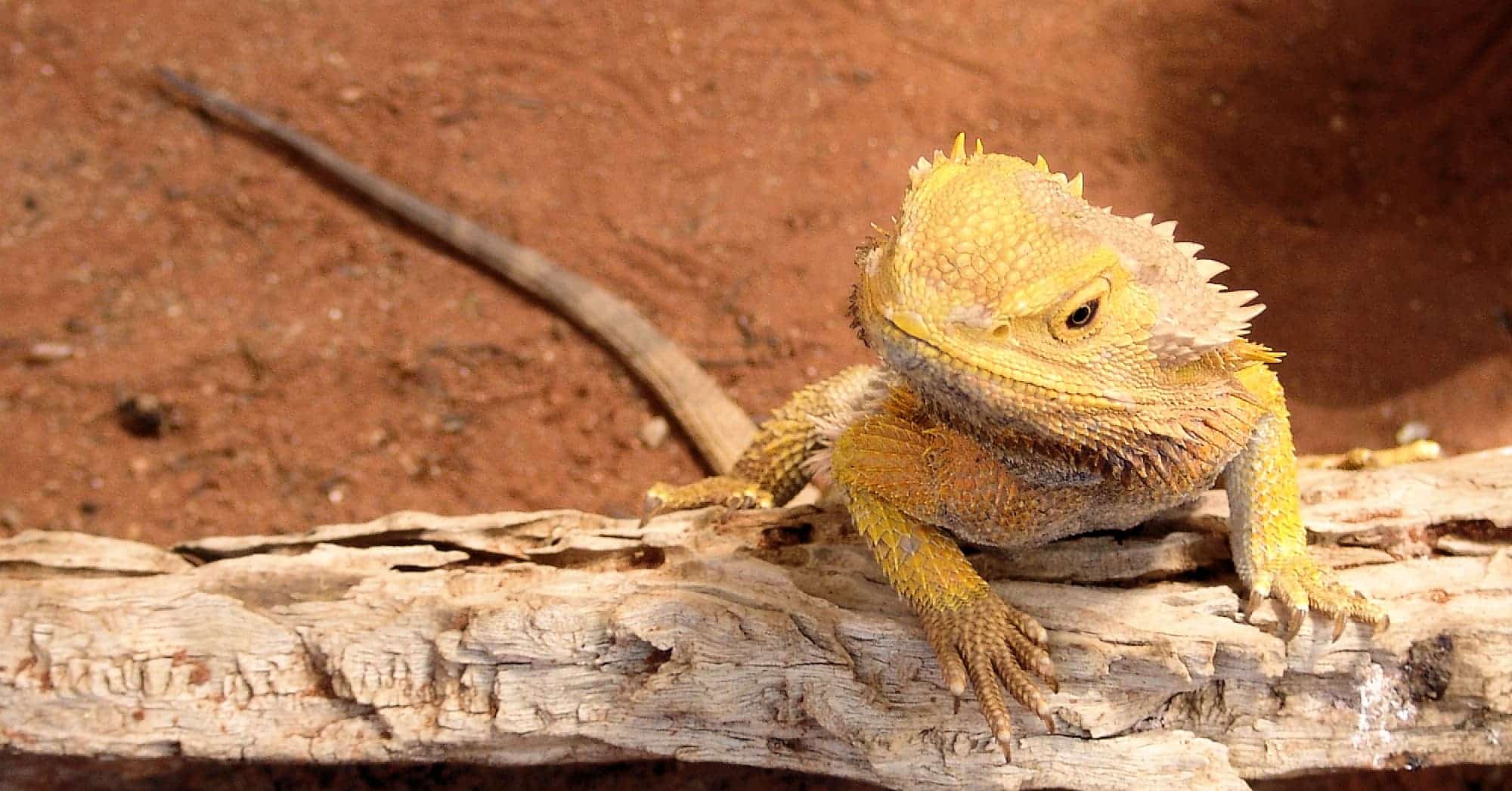 bearded dragon feeding guide red