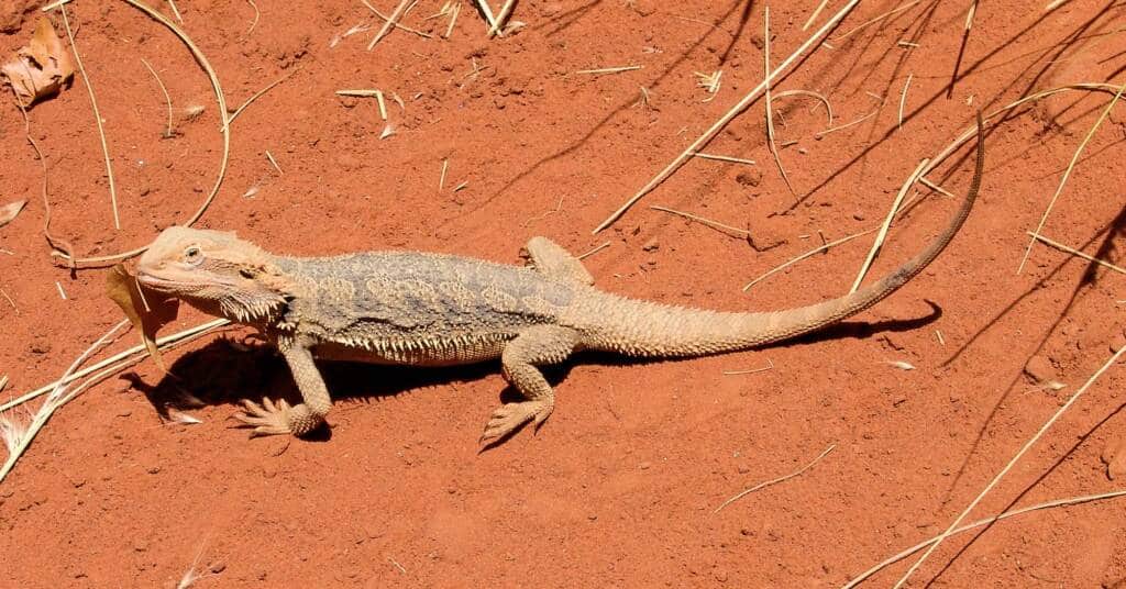 bearded dragon feeding guide on a red sand base substrate