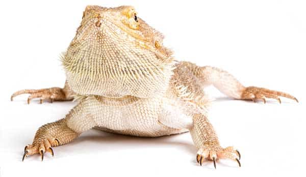 bearded dragons feeding feeding tips and 