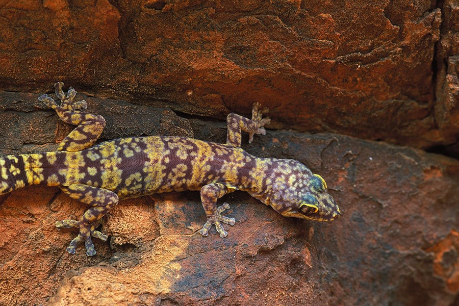 marbled velvet gecko in the wild