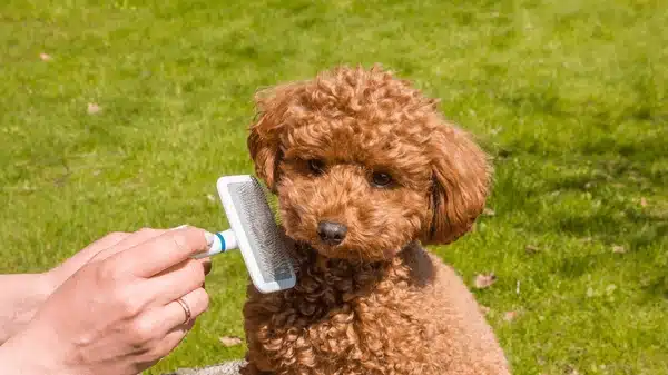 grooming tips for dogs of all coats