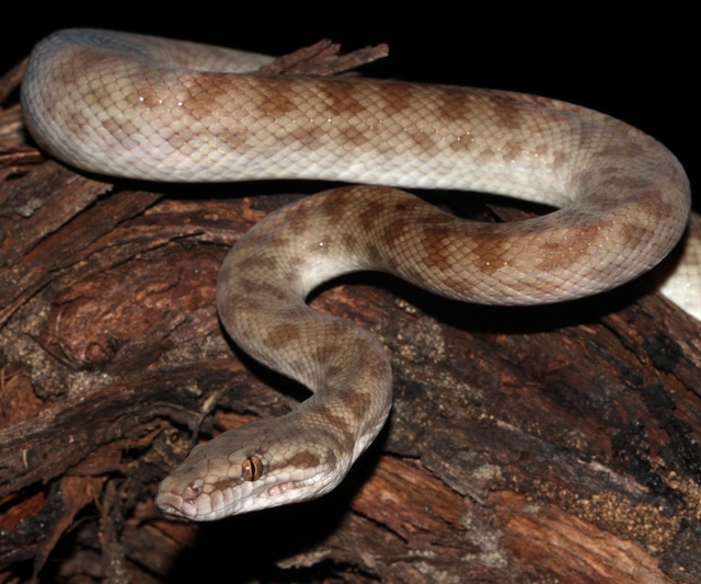 childrens python - snake enclosure setup adult snake