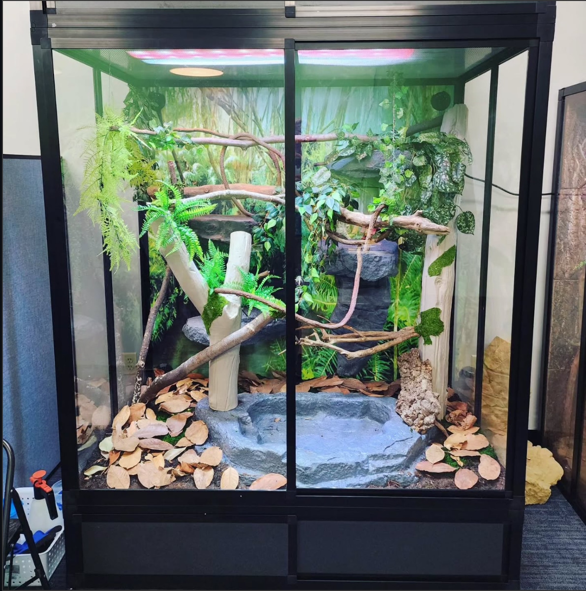 snake enclosure setup example of what a good enclosure looks like