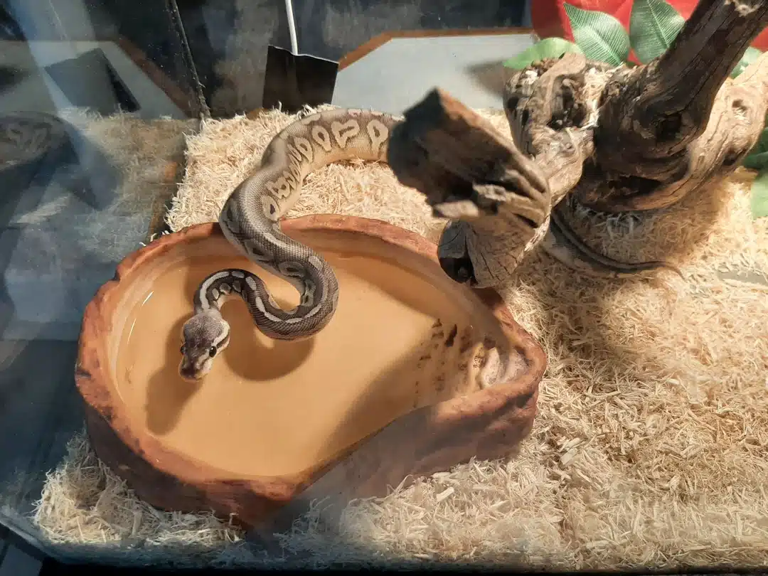 snake enclosure setup aspen