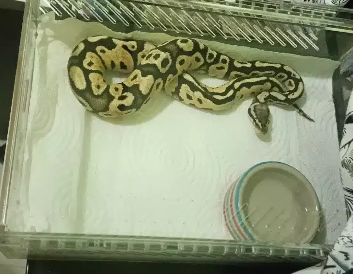 snake enclosure setup small and boring for medical