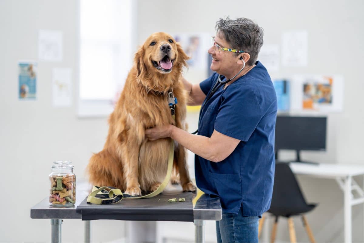 keeping your pets safe this storm season