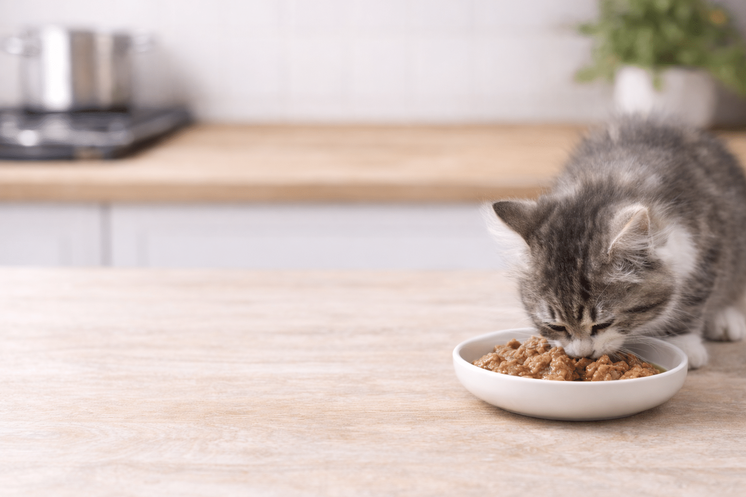 Royal Canin kitten wet food pouch in a bowl Royal Canin kitten wet food pouch in a bowl