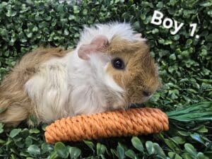 Boy 1 - Long Hair, White and Golden tonis pet station