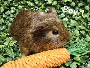 Boy 1 - Short Hair, Brown Agouti tonis pet station