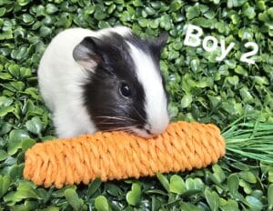 Boy 2 - Short Hair, Black and White tonis pet station