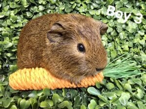 Boy 3 - Short Hair, Brown Agouti tonis pet station
