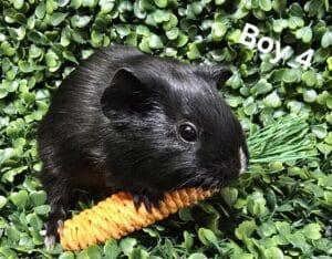 Boy 4 - Short Hair, Solid Black Tonis pet station