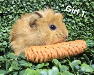 Girl 1 - Short hair, Golden Tonis Pet station