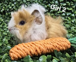 Girl 2 - Long Hair, White and Golden Tonis Pet station