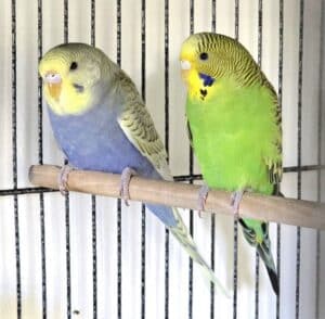 Budgie Duo on a Perch