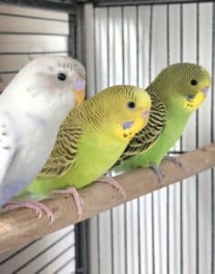 Budgie Trio on a Perch