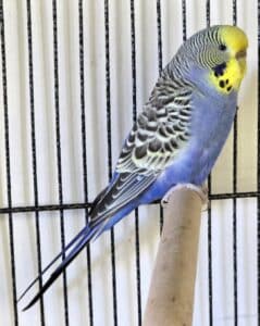 Budgie on a Perch