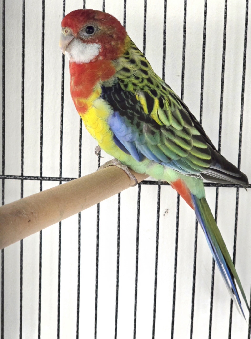 Eastern Rosella on a Perch Eastern Rosella on a Perch Tonis pet station
