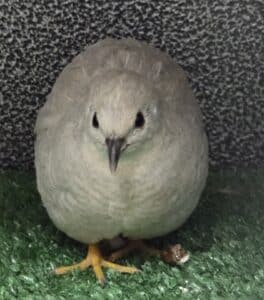 Silver Japanese Quail 2 tonis pet station
