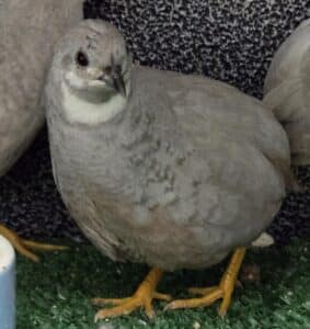 Silver Japanese Quail tonis pet station
