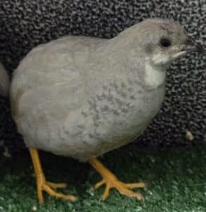 Silver Japanese Quail 3 tonis pet station