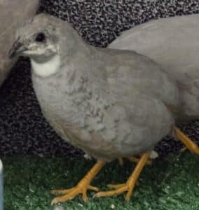 Silver Japanese Quail 4 tonis pet station